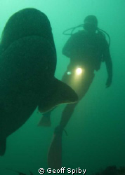 diving with cowsharks by Geoff Spiby 
